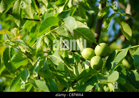 Green fruits on walnut tree, Juglans regia Stock Photo