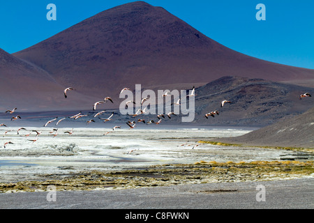 Flamingos in flight over Pujsa Salt Lake, Atacama Desert, Chile Stock Photo