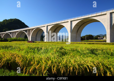 Highway bridge with rice field Stock Photo