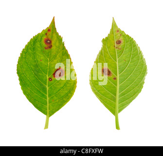 Diseased leaf of  Hydrangea serrata Blue Bird – fungus Cercospora - isolated Stock Photo