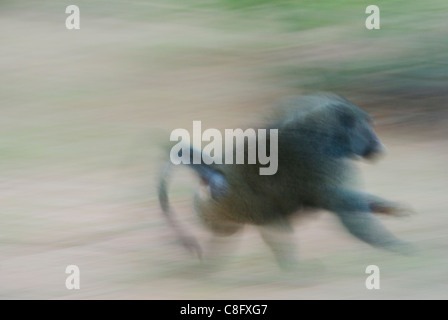 Olive Baboon (Papio anubis) running Stock Photo