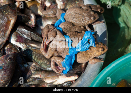 Edible live frogs for sale in Sapa market. North Vietnam Stock Photo