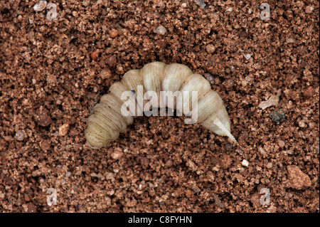 Hawk moth caterpillar pupating. India Stock Photo