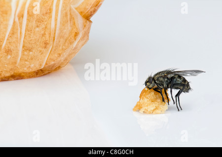 Fly on cake crumbs Stock Photo