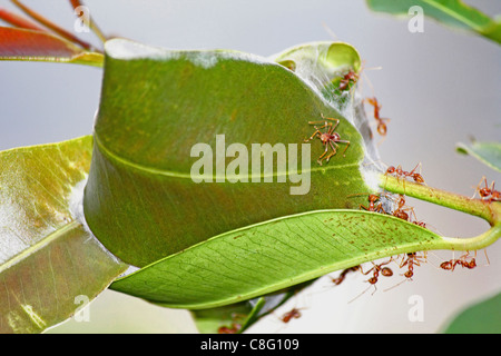 Ants nest of green leaves, red tailor ants, oecophyila smaragdine, India Stock Photo