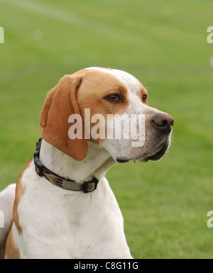 English Pointer dog puppy portrait in garden Stock Photo