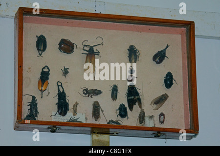 Different Insects Displayed in a Museum, Arunachal Pradesh, India Stock Photo