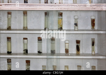 Different Insects Displayed in a Museum, Arunachal Pradesh, India Stock Photo