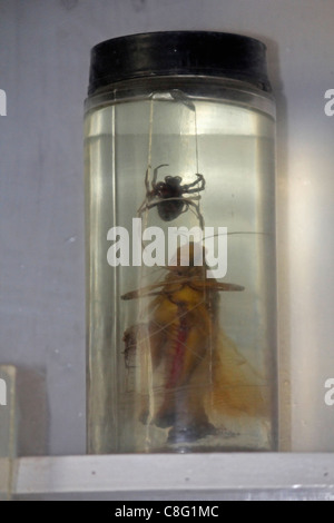 Insect Displayed in a Museum, Arunachal Pradesh, India Stock Photo