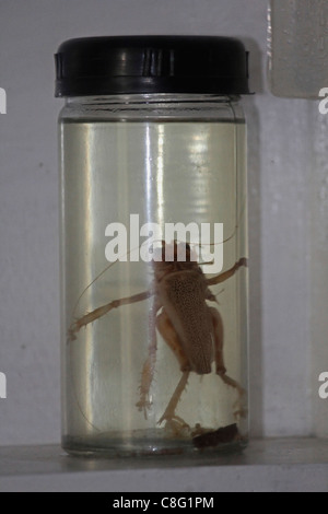 Insect Displayed in a Museum, Arunachal Pradesh, India Stock Photo