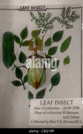 Picture of a Leaf Insect Displayed in a Museum, Arunachal Pradesh, India Stock Photo