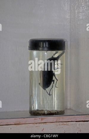 Insect Displayed in a Museum, Arunachal Pradesh, India Stock Photo