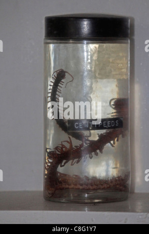 Centipede Displayed in a Museum, Arunachal Pradesh, India Stock Photo