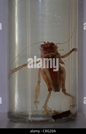 Insect Displayed in a Museum, Arunachal Pradesh, India Stock Photo