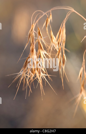 Macro shot of ripe, dried cheat grass in the late afternoon sunlight. Stock Photo