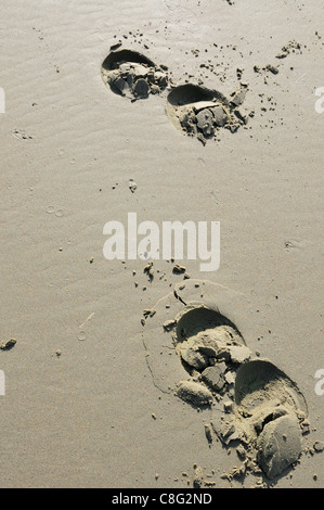 Hoof and foot prints in the sand. Hoofprints in the sand Stock Photo ...