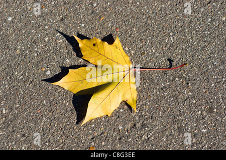 The yellow maple leaf on the asphalt pavement. Autumn, loneliness, the change of seasons Stock Photo