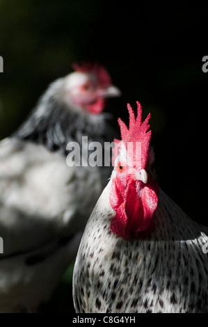 Light Sussex Bantam Cockerel and hen Stock Photo