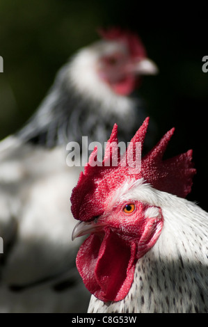 Light Sussex Bantam Cockerel and hen Stock Photo