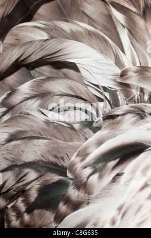 Light Sussex Bantam Cockerel tail feathers Stock Photo