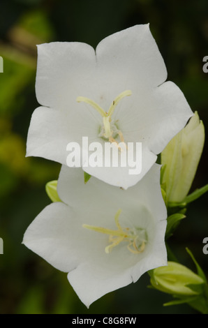 Closeup of a white Peach-leaved Bellflower, Campanula persicifolia, in summer Stock Photo
