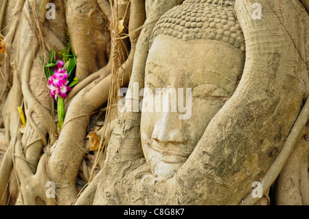 the head of the sandstone buddha image in roots of bodhi tree, Ayutthaya,Thailand Stock Photo