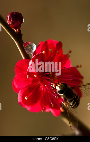Bee on Plum Blossoms Stock Photo