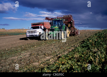 Harvesting sugar beets in Canyon County Idaho Stock Photo