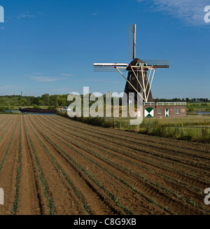 Netherlands, Europe, Holland, Limburg, Beesel, Grey Bear, windmill, field, meadow, summer, Stock Photo