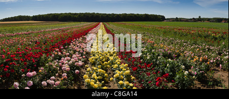 Netherlands, Europe, Holland, Limburg, Beesel, Rose nursery, landscape, flowers, summer, Stock Photo