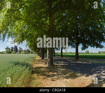 Netherlands, Europe, Holland, Limburg, Beesel, Shady, road, landscape, forest, wood, trees, summer, Stock Photo