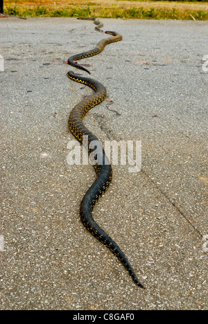 dead python snake on the road, arba minch, ethiopia, africa Stock Photo ...