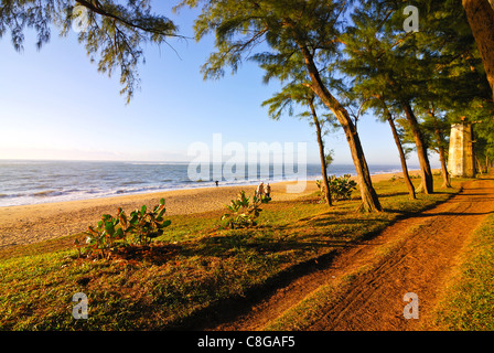 Artifical planted tree line, Manakara, Madagascar, Indian Ocean Stock Photo