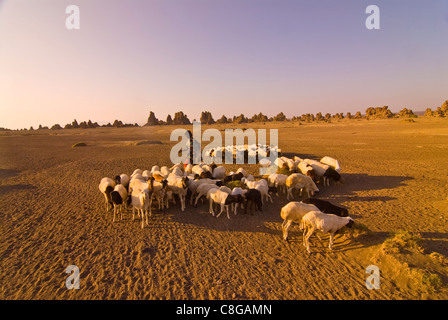 Local Afar children with their sheeps, Lac Abbe (Lake Abhe Bad) with its chimneys in the distance, Republic of Djibouti Stock Photo
