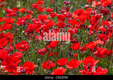 Poppies, Padua province, Veneto, Italy Stock Photo