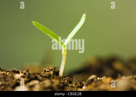 Seedling. Dicotyledon germinating. Stock Photo