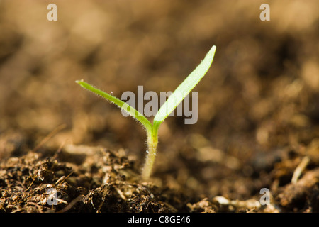 Seedling. Dicotyledon germinating. Stock Photo