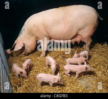 Pigs large white sow with 4 day old piglets standing Stock Photo