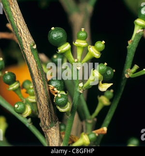 Fruitlets on small potted calamondin citrus tree Stock Photo