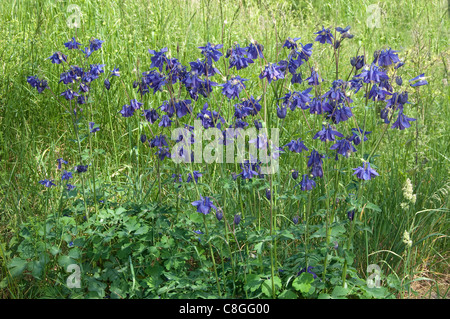 Columbine, Grannys Bonnet (Aquilegia vulgaris), group of flowering plants. Stock Photo