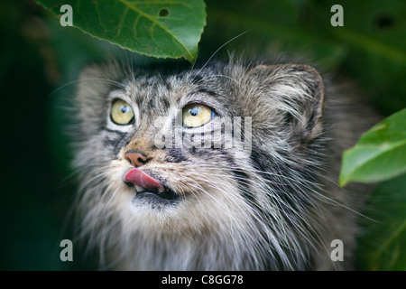 Pallas cat (Otocolobus manul) close-up, controlled conditions, Kent, England, United Kingdom Stock Photo