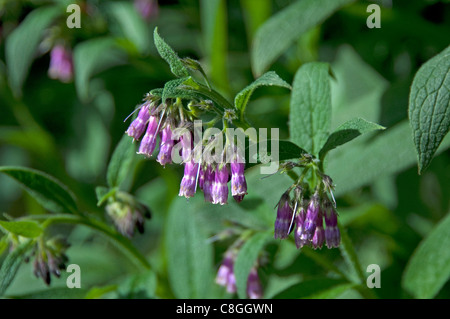 Common Comfrey (Symphytum officinalis), stalk with flowers. Stock Photo