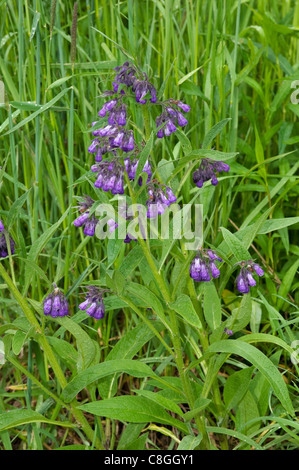 Common Comfrey (Symphytum officinalis), stalk with flowers. Stock Photo