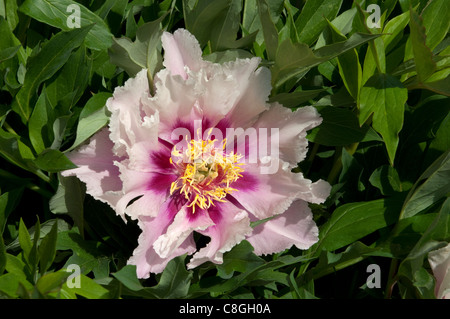 Intersectional Peony, Itoh Peony (Paeonia Cora Louise), flower. Stock Photo