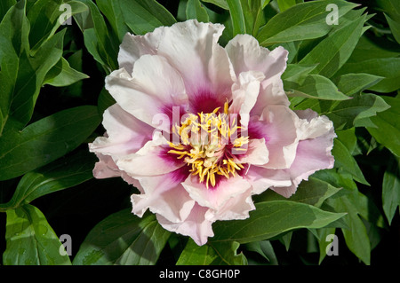 Intersectional Peony, Itoh Peony (Paeonia Cora Louise), flower. Stock Photo