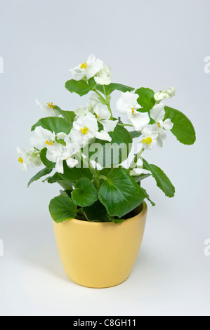 Wax Begonia, Wax-leaf Begonia (Begonia x semperfloren-cultorum), White flowering potted plant Stock Photo