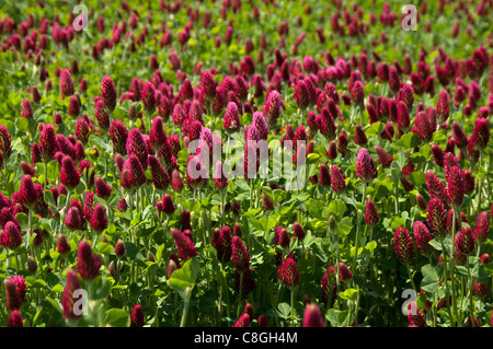 Crimson Clover, Italian Clover (Trifolium incarnatum). Flowering field. Stock Photo