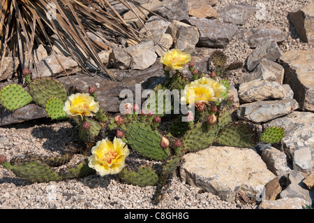Panhandle Prickly Paer Cactus, Plains Pricklypear (Opuntia polyacantha), flowering plant.