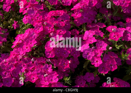 Garden Phlox (Phlox paniculata Purple Eye Flame), flowers. Stock Photo