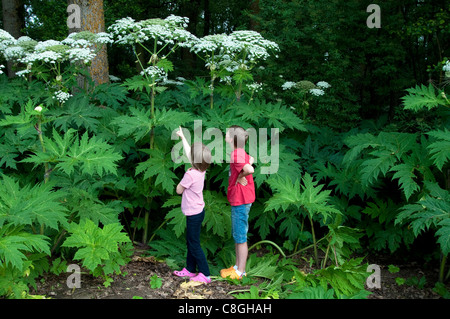 Children looking at Giant Hogweed (Heracleum mantegazzianum). Stock Photo